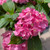 Hydrangea macrophylla Pink Splendor 249781